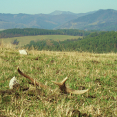 rano tu chamtali a nevideli ho