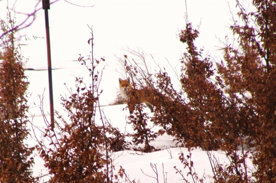 fox