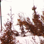 fox