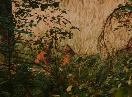 aj mačiatka somnov čakali na jeleňa