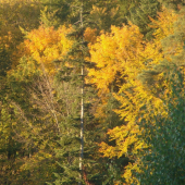 jesen pani bohatá farbí stromy do zlata