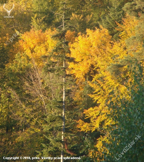 jesen pani bohatá farbí stromy do zlata