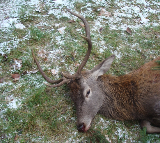 kamaratova  dnešna raritka