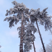 borovica v trojobale