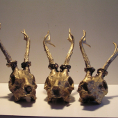 Srnčie trofeje - séria 