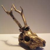 Trofej srnca-zo série 