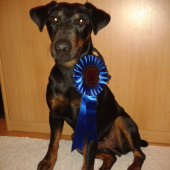 víťaz v kategórií mladých - jagdterrier