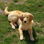 Charley II