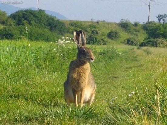 Zajac poľný