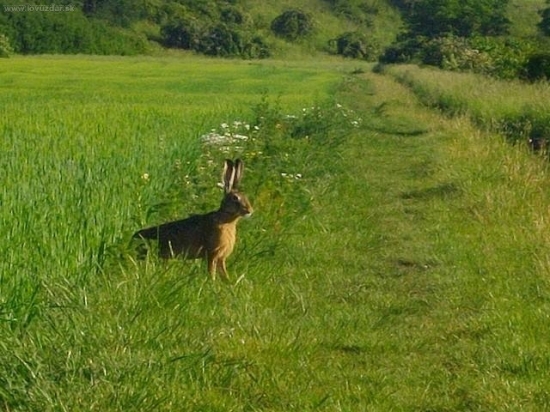 Zajac poľný II