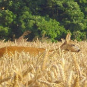 Srnec v obilí