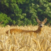 Srnec v obilí II