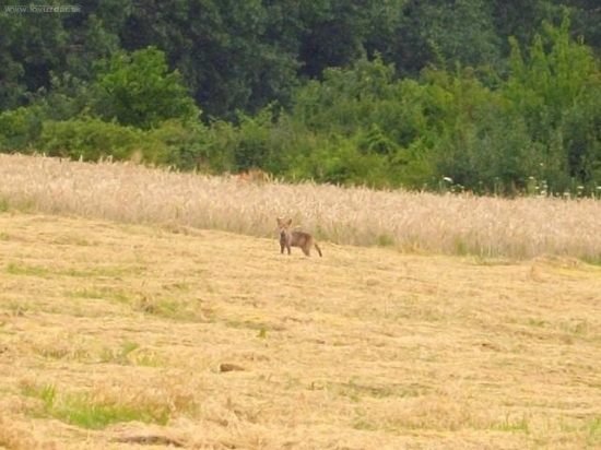 Líštička