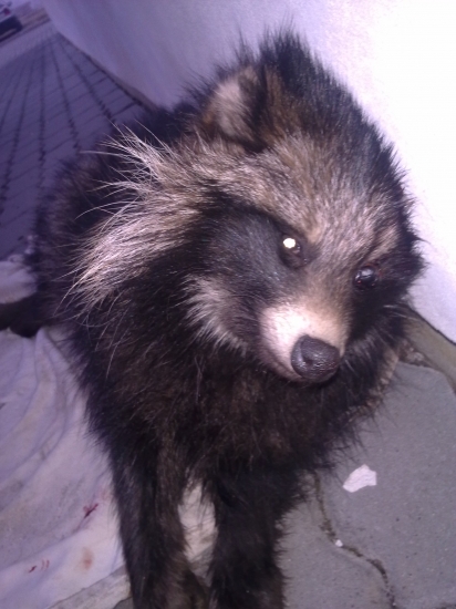 Nepozrel sa cez cestu