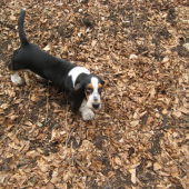 cesar