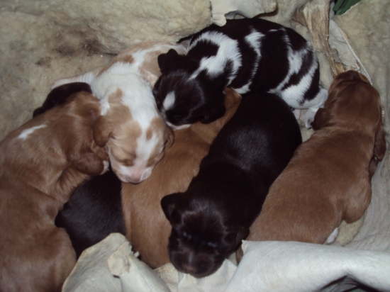 štěňata německý křepelák