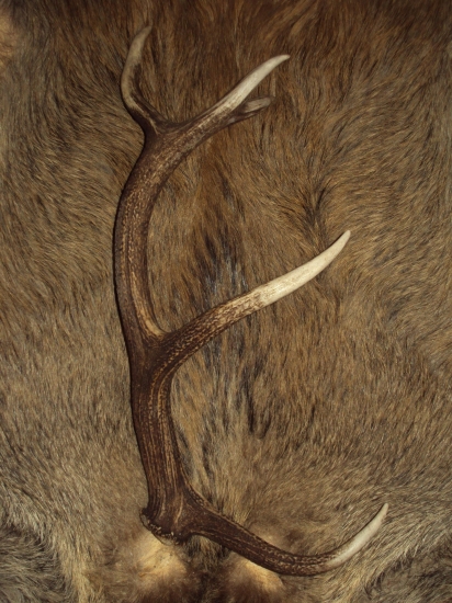 první vlaštovka 2011