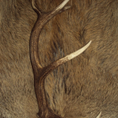 první vlaštovka 2011