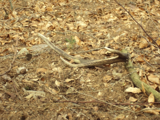 šesteráček loňský ale potěšil