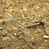 šesteráček loňský ale potěšil