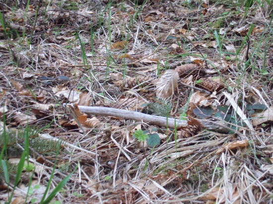 špičák ale chvilinku si tam poležel