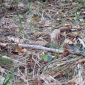 špičák ale chvilinku si tam poležel