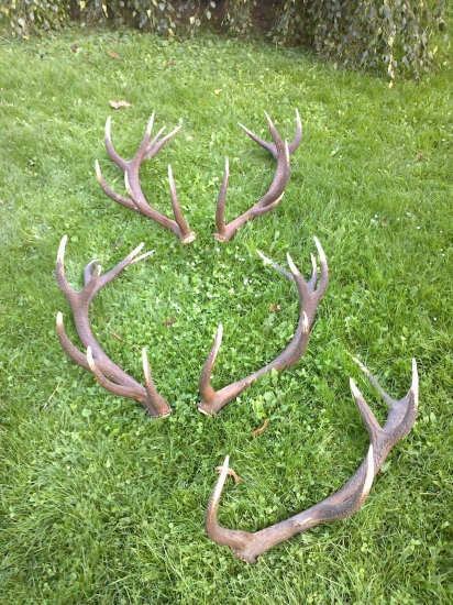 škoda že není úplná