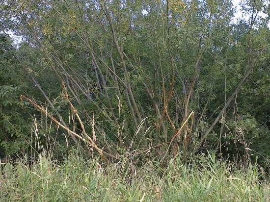 je vidět, že jeleni se už chystají na říji