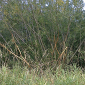 je vidět, že jeleni se už chystají na říji