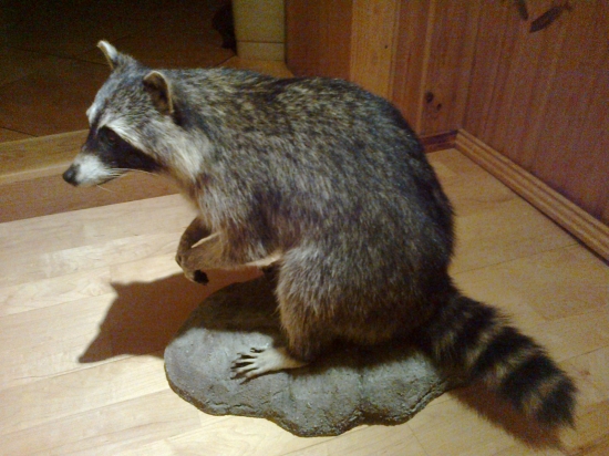 Mýval severní