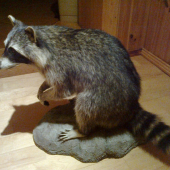 Mýval severní
