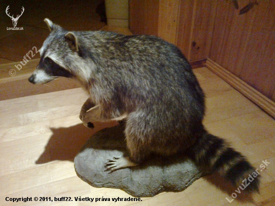 Mýval severní