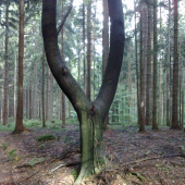 Hříčky přírody - prak