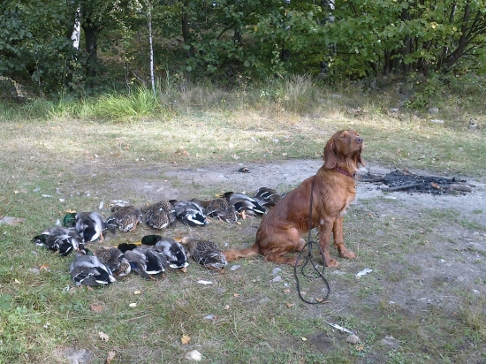 Pracovitý kamarád nadevše