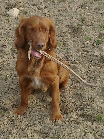 Arův poslední (dosběr)