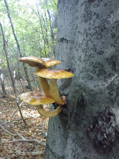 i takto můžou růst