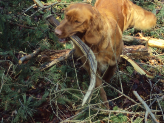 I takto pracuje Německý křepelák