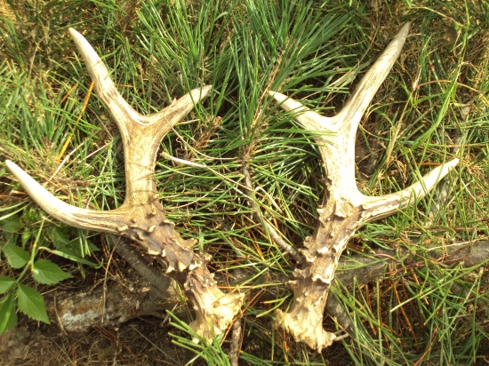 Moje nejsilnější srnčí paroží