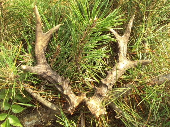 Další pěkné srnčí paroží