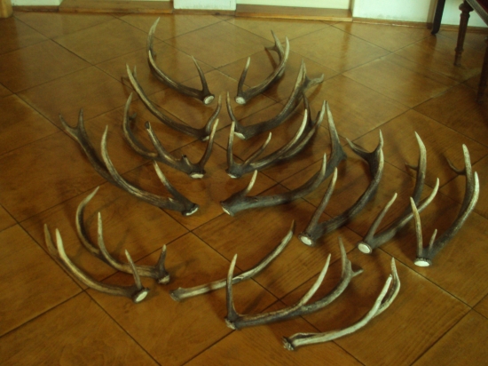 letošní sbírka 16 ks