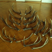 letošní sbírka 16 ks