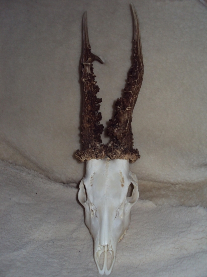 Srner od kolegy z Polska