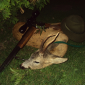 úspěsný lov srnce