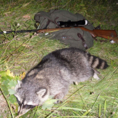 Můj první Mýval severní