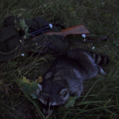 Můj první Mýval severní