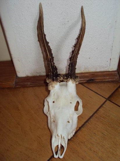 Můj škůdník 2009