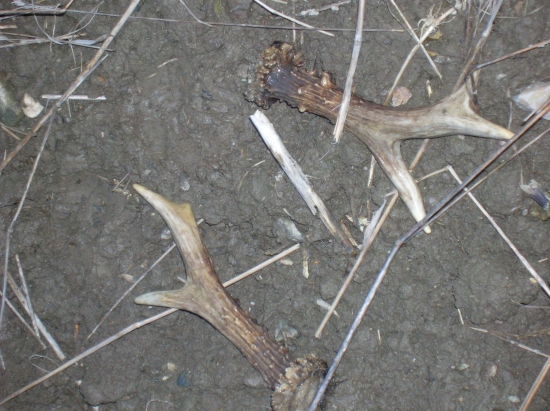 párové srnčí parůžky 2009