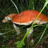 prvé tohtoročné