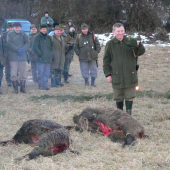 Narodeninový diviak