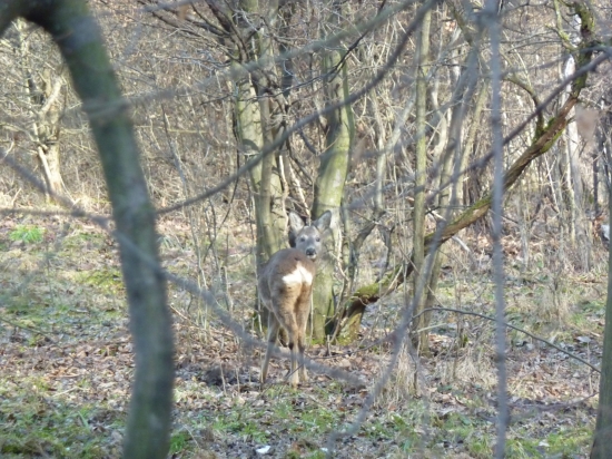 srnček